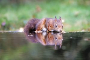 Drinking squirrel reflecting in a pond